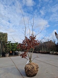 Parrotia persica 200-250 cm draadkluit meerstammig - afbeelding 3