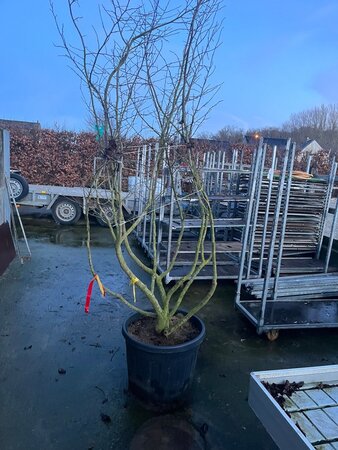 Parrotia persica 250-300 cm cont. 90L meerstammig - afbeelding 2