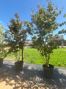Parrotia persica 250-300 cm cont. 90L multi-stem - image 4