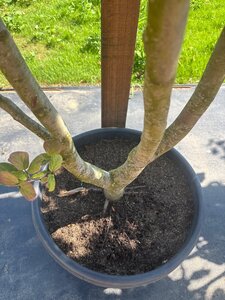Parrotia persica 250-300 cm cont. 90L multi-stem - image 6