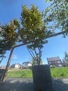 Parrotia persica 250-300 cm cont. 90L multi-stem