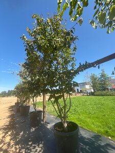 Parrotia persica 250-300 cm cont. 90L multi-stem - image 2