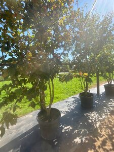 Parrotia persica 250-300 cm cont. 90L multi-stem - image 3