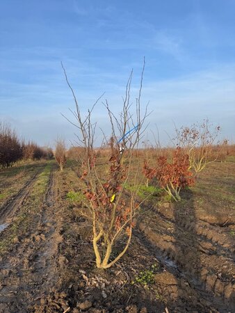 Parrotia persica 250-300 cm draadkluit meerstammig - afbeelding 3