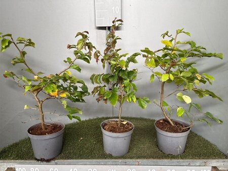 Parrotia persica 50-60 cm cont. 3,0L - afbeelding 13