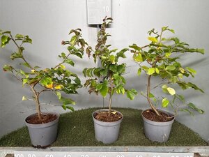 Parrotia persica 50-60 cm cont. 3,0L - afbeelding 13