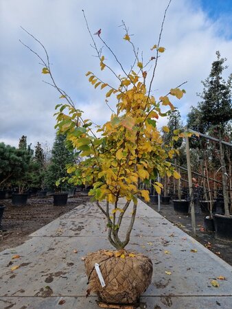 Parrotia persica 'Vanessa' 200-250 cm draadkluit meerstammig - afbeelding 3