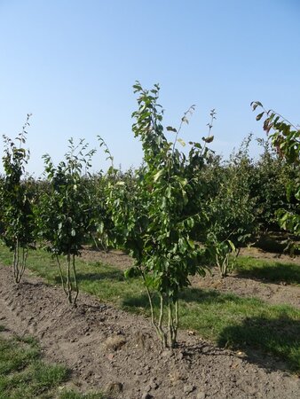 Parrotia persica 'Vanessa' 200-250 cm draadkluit meerstammig - afbeelding 1