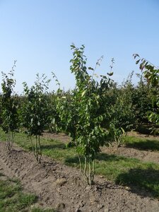 Parrotia persica 'Vanessa' 200-250 cm draadkluit meerstammig