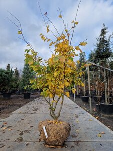 Parrotia persica 'Vanessa' 200-250 cm WRB multi-stem