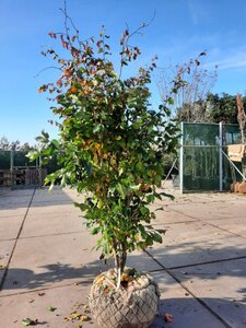 Parrotia persica 'Vanessa' 200-250 cm WRB multi-stem - image 2