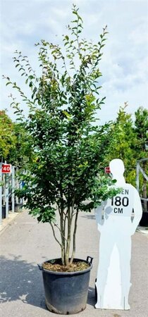 Parrotia persica 'Vanessa' 250-300 cm container meerstammig - afbeelding 2