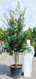 Parrotia persica 'Vanessa' 250-300 cm container meerstammig - afbeelding 2