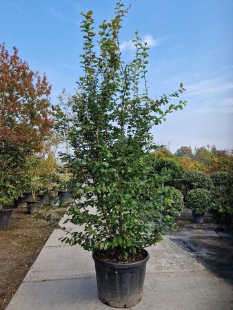 Parrotia persica 'Vanessa' 250-300 cm container meerstammig - afbeelding 6