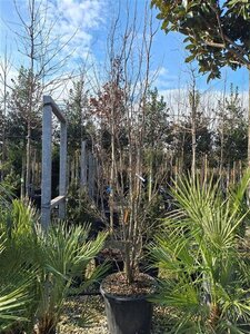 Parrotia persica 'Vanessa' 250-300 cm container meerstammig - afbeelding 4