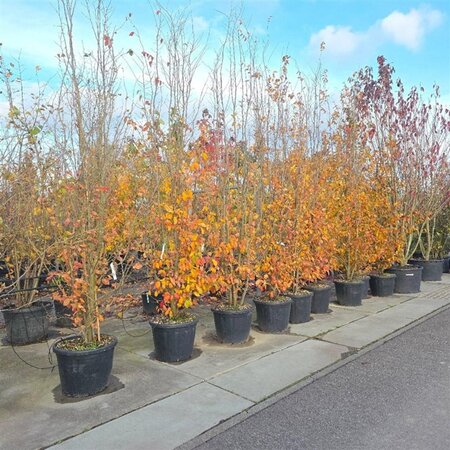 Parrotia persica 'Vanessa' 250-300 cm container meerstammig - afbeelding 5