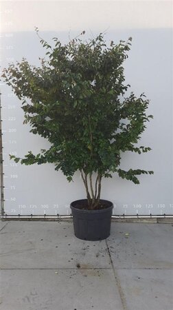 Parrotia persica 'Vanessa' 250-300 cm container meerstammig