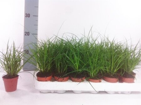 Parrotia persica 'Vanessa' 250-300 cm container multi-stem - image 3