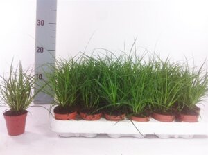 Parrotia persica 'Vanessa' 250-300 cm container multi-stem - image 3