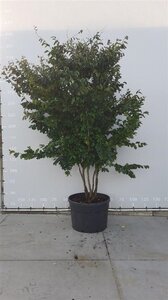 Parrotia persica 'Vanessa' 250-300 cm container multi-stem