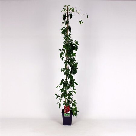 Parthenocissus quinq.engelmannii 150-175 cm cont. 5,0L - afbeelding 1