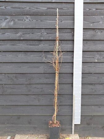 Parthenocissus quinq.engelmannii 150-175 cm cont. 5,0L - afbeelding 2