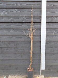 Parthenocissus quinq.engelmannii 150-175 cm cont. 5,0L - afbeelding 2