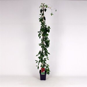 Parthenocissus quinq.engelmannii 150-175 cm cont. 5,0L