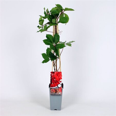 Parthenocissus q. 'Troki' 70 cm vierkant 2L