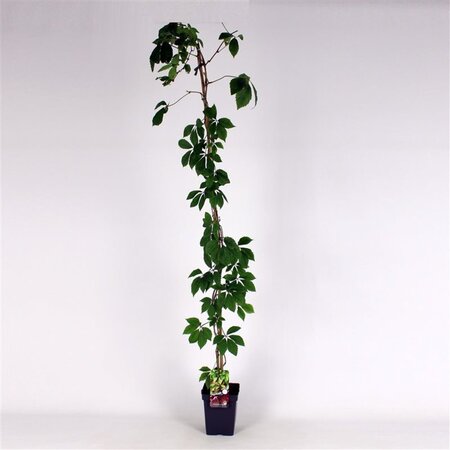 Parthenocissus quinquefolia 150-175 cm cont. 5,0L