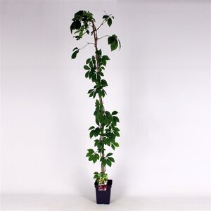 Parthenocissus quinquefolia 150-175 cm cont. 5,0L