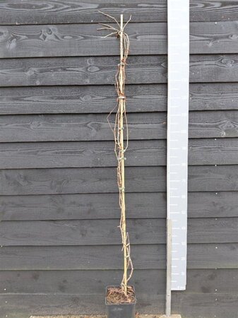 Parthenocissus quinquefolia 150-175 cm cont. 5,0L - afbeelding 2