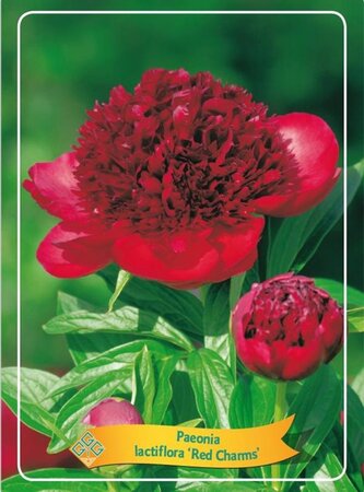 Paeonia 'Red Charm' geen maat specificatie cont. 1L - afbeelding 1