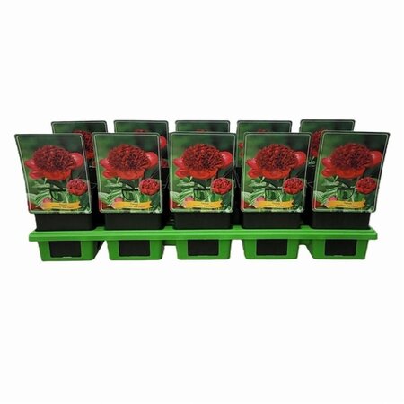 Paeonia 'Red Charm' geen maat specificatie cont. 1L - afbeelding 2