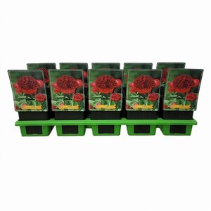 Paeonia 'Red Charm' geen maat specificatie cont. 1L - afbeelding 2