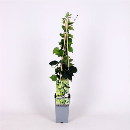 Parthenocissus tr. 'Green Spring' 70 cm vierkant 2L