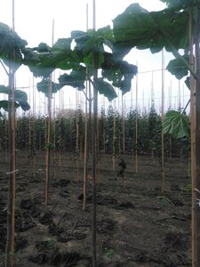 Paulownia tomentosa 10-12 Hoogstam wortelgoed