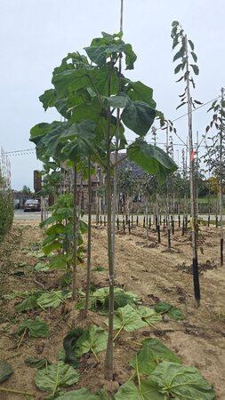 Paulownia tomentosa 12-14 Hoogstam wortelgoed 2 X verplant - afbeelding 2