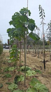 Paulownia tomentosa 12-14 Hoogstam wortelgoed 2 X verplant - afbeelding 2