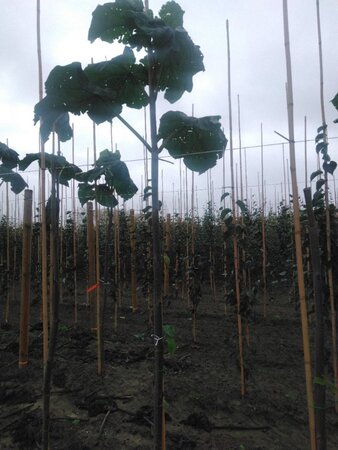 Paulownia tomentosa 12-14 Hoogstam wortelgoed 2 X verplant - afbeelding 1