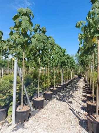 Paulownia tomentosa 14-16 Hoogstam cont. 50L