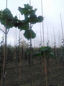 Paulownia tomentosa 14-16 Hoogstam wortelgoed 2 X verplant
