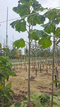 Paulownia tomentosa 14-16 Hoogstam wortelgoed 2 X verplant - afbeelding 2