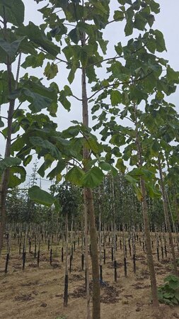 Paulownia tomentosa 25-30 STA WRB 3 X V