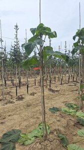 Paulownia tomentosa 8-10 Hoogstam wortelgoed
