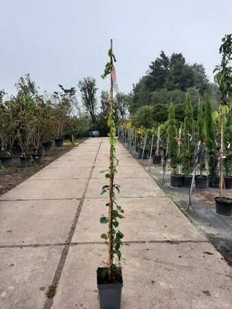 Parthenocissus tr. 'Veitchii' 100-125 cm cont. 5,0L - afbeelding 3