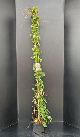 Parthenocissus tr. 'Veitchii' 150-175 cm cont. 5,0L - afbeelding 2
