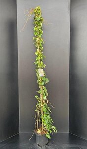 Parthenocissus tr. 'Veitchii' 150-175 cm cont. 5,0L - afbeelding 2