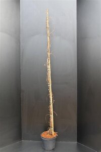 Parthenocissus tr. 'Veitchii' 150-175 cm cont. 5,0L - afbeelding 3