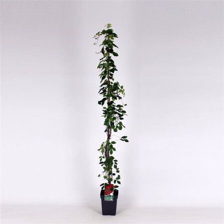 Parthenocissus tr. 'Veitchii' 150-175 cm cont. 5,0L - afbeelding 2